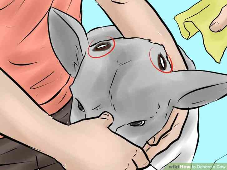 Image intitulée Écorner une Vache Étape 24